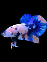 Load image into Gallery viewer, Male Halfmoon Plakat - Candy #1338 - Live Betta Fish
