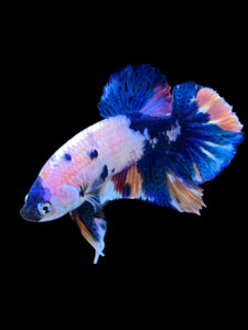 Male Halfmoon Plakat - Candy #1338 - Live Betta Fish