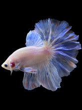 Load image into Gallery viewer, Male Rosetail - Pastel #133 - Live Betta Fish
