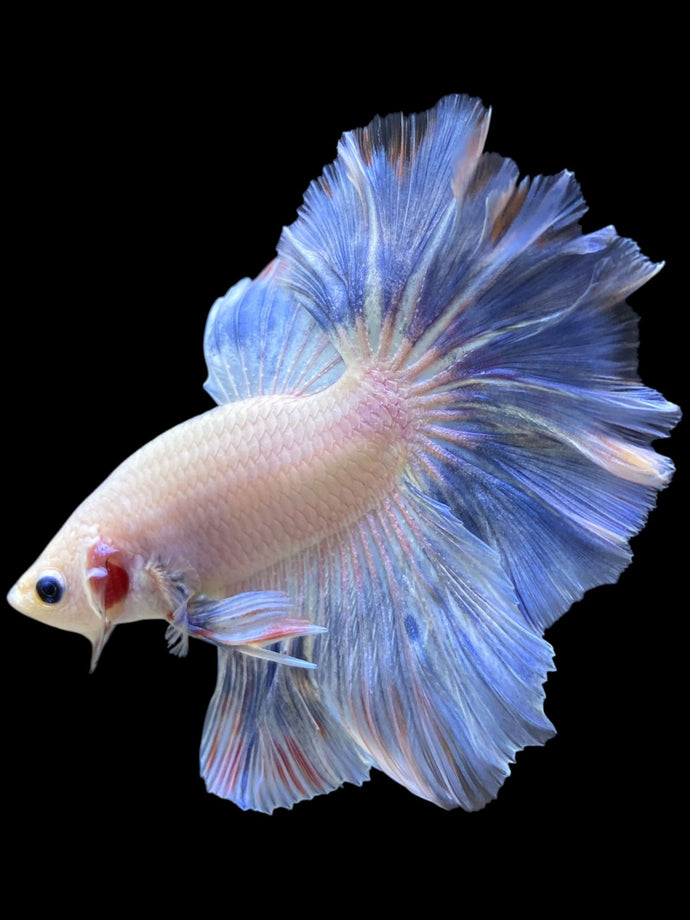 Male Rosetail - Pastel #133 - Live Betta Fish