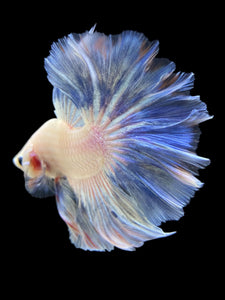 Male Rosetail - Pastel #133 - Live Betta Fish