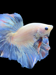 Male Rosetail - Pastel #133 - Live Betta Fish