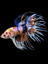 Load image into Gallery viewer, Male Crowntail - Candy #1341 - Live Betta Fish
