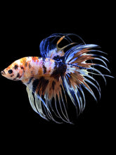 Load image into Gallery viewer, Male Crowntail - Candy #1341 - Live Betta Fish
