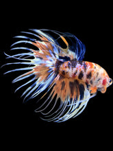 Load image into Gallery viewer, Male Crowntail - Candy #1341 - Live Betta Fish
