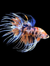 Load image into Gallery viewer, Male Crowntail - Candy #1341 - Live Betta Fish
