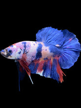 Load image into Gallery viewer, GIANT Male Halfmoon Plakat - Candy #1342 - Live Betta Fish
