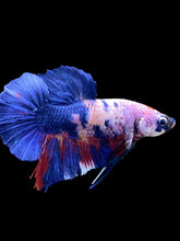 Load image into Gallery viewer, GIANT Male Halfmoon Plakat - Candy #1342 - Live Betta Fish
