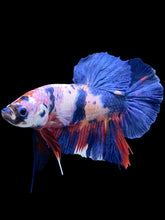 Load image into Gallery viewer, GIANT Male Halfmoon Plakat - Candy #1342 - Live Betta Fish
