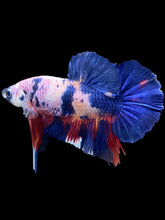 Load image into Gallery viewer, GIANT Male Halfmoon Plakat - Candy #1342 - Live Betta Fish
