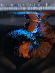 Male Fullmoon - Fancy Orange Tail #1344 - Live Betta Fish