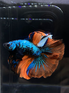 Male Fullmoon - Fancy Orange Tail #1344 - Live Betta Fish