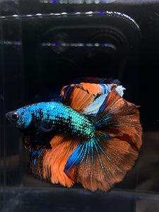 Male Fullmoon - Fancy Orange Tail #1344 - Live Betta Fish