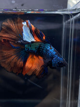 Load image into Gallery viewer, Male Fullmoon - Fancy Orange Tail #1344 - Live Betta Fish
