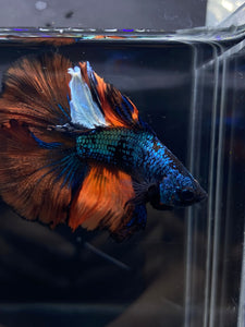 Male Fullmoon - Fancy Orange Tail #1344 - Live Betta Fish