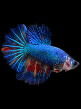 Load image into Gallery viewer, TOP GRADE Female Halfmoon - Galaxy #1346 - Live Betta Fish
