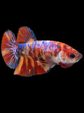 Load image into Gallery viewer, Female Halfmoon Plakat - Galaxy #1347 - Live Betta Fish
