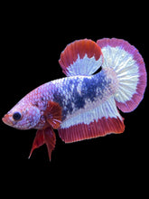 Load image into Gallery viewer, Male Halfmoon Plakat - Purple FCCP #134 - Live Betta Fish
