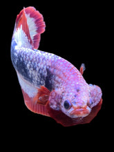 Load image into Gallery viewer, Male Halfmoon Plakat - Purple FCCP #134 - Live Betta Fish
