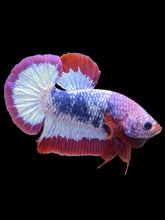 Load image into Gallery viewer, Male Halfmoon Plakat - Purple FCCP #134 - Live Betta Fish
