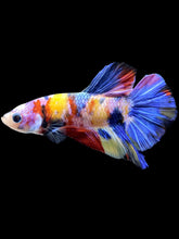 Load image into Gallery viewer, Male Halfmoon Plakat - Multicolor #1352 - Live Betta Fish
