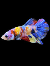 Load image into Gallery viewer, Male Halfmoon Plakat - Multicolor #1352 - Live Betta Fish
