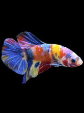 Load image into Gallery viewer, Male Halfmoon Plakat - Multicolor #1352 - Live Betta Fish
