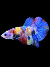 Load image into Gallery viewer, Male Halfmoon Plakat - Multicolor #1352 - Live Betta Fish
