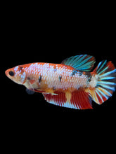 Load image into Gallery viewer, Female Halfmoon Plakat - Multicolor #135 - Live Betta Fish
