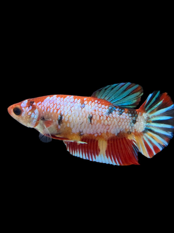 Female Halfmoon Plakat - Multicolor #135 - Live Betta Fish