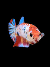 Load image into Gallery viewer, Female Halfmoon Plakat - Multicolor #135 - Live Betta Fish
