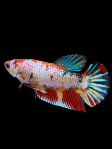 Female Halfmoon Plakat - Multicolor #135 - Live Betta Fish