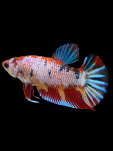 Female Halfmoon Plakat - Multicolor #135 - Live Betta Fish