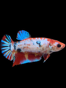 Female Halfmoon Plakat - Multicolor #135 - Live Betta Fish