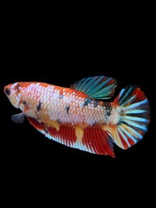 Female Halfmoon Plakat - Multicolor #135 - Live Betta Fish