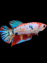 Load image into Gallery viewer, Female Halfmoon Plakat - Multicolor #135 - Live Betta Fish
