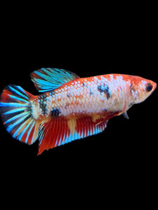 Female Halfmoon Plakat - Multicolor #135 - Live Betta Fish