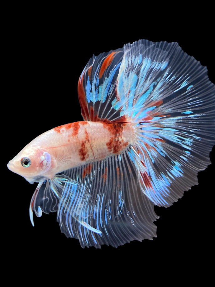 Male Halfmoon - Tancho #1364 - Live Betta Fish