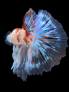 Male Halfmoon - Tancho #1364 - Live Betta Fish