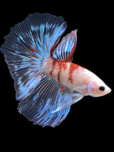 Load image into Gallery viewer, Male Halfmoon - Tancho #1364 - Live Betta Fish

