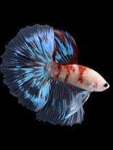 Load image into Gallery viewer, Male Halfmoon - Tancho #1364 - Live Betta Fish
