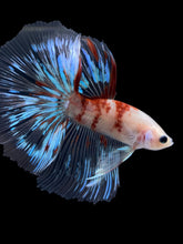 Load image into Gallery viewer, Male Halfmoon - Tancho #1364 - Live Betta Fish
