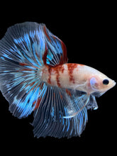 Load image into Gallery viewer, Male Halfmoon - Tancho #1364 - Live Betta Fish
