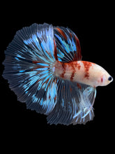 Load image into Gallery viewer, Male Halfmoon - Tancho #1364 - Live Betta Fish
