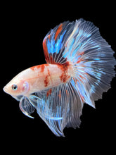 Load image into Gallery viewer, Male Halfmoon - Tancho #1364 - Live Betta Fish
