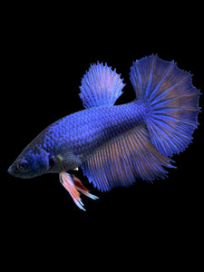 TOP GRADE Female Halfmoon - Fancy Blue #136 - Live Betta Fish