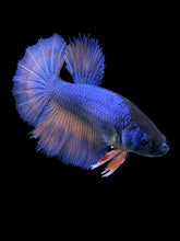 Load image into Gallery viewer, TOP GRADE Female Halfmoon - Fancy Blue #136 - Live Betta Fish
