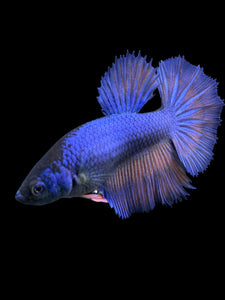 TOP GRADE Female Halfmoon - Fancy Blue #136 - Live Betta Fish