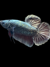 Load image into Gallery viewer, GIANT Male Halfmoon Plakat - Fancy Copper #136 - Live Betta Fish
