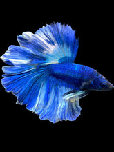 Load image into Gallery viewer, Male Rosetail - Fancy Blue #1371 - Live Betta Fish
